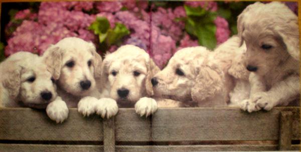 031 Dogs - 3-ply - Ambiente